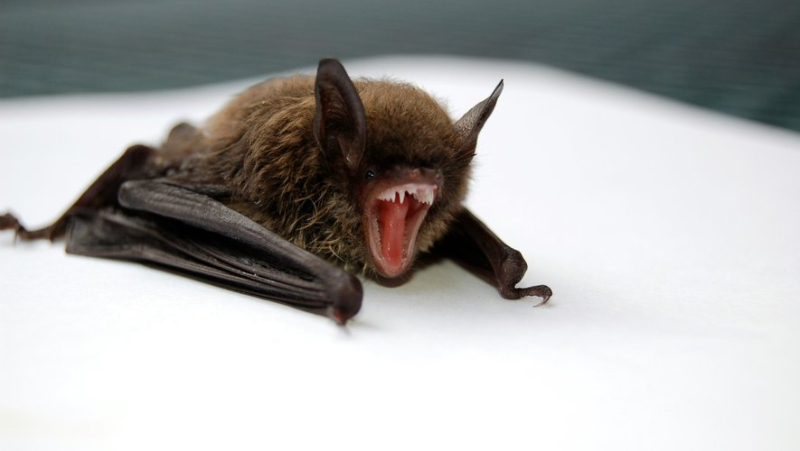 He woke up to a bat in his room: a child dies of rabies in Canada