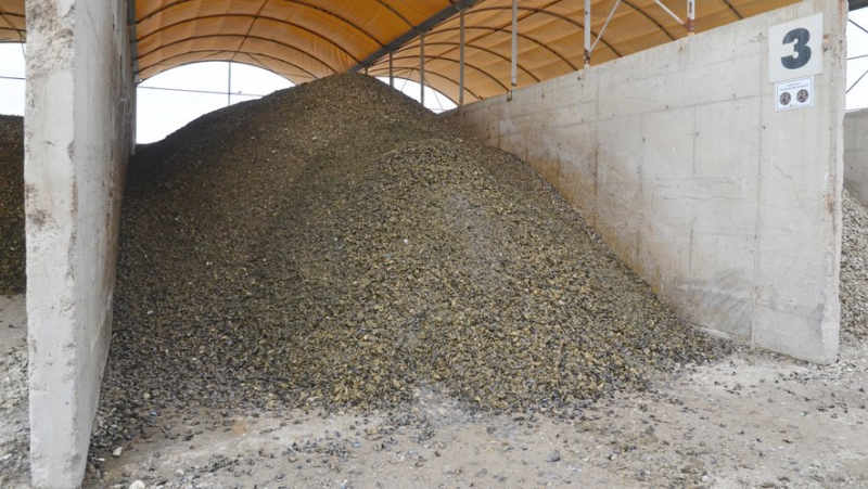 De coquilles d'huîtres à du béton... immersion au cœur de l'usine de recyclage du Mourre Blanc à Mèze