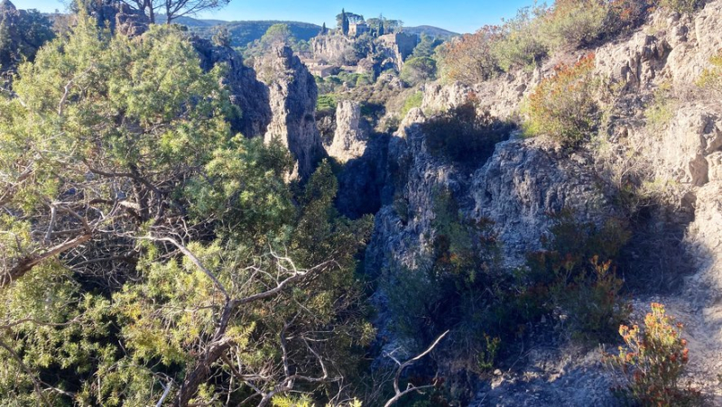 Mourèze: a cut to fight against the invasion of Aleppo pines