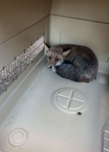 Firefighters intervene in Vigan to save a... fox stuck on a terrace