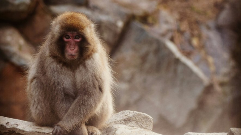 A monkey escapes from its enclosure: drones and thermal cameras used to find the macaque on the run