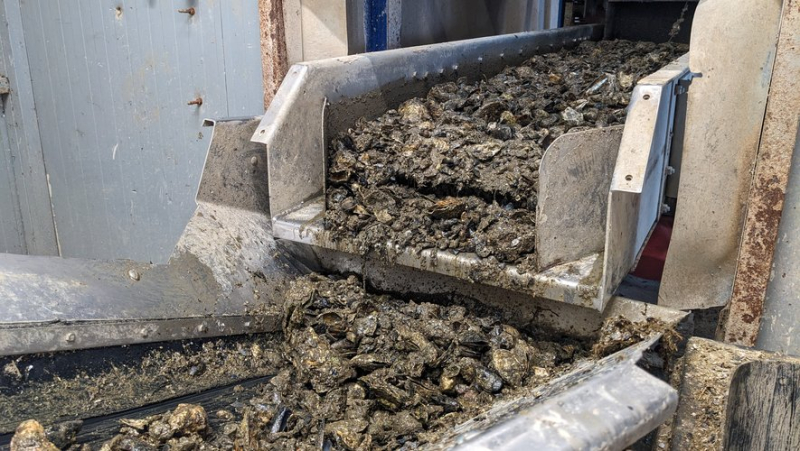 De coquilles d'huîtres à du béton... immersion au cœur de l'usine de recyclage du Mourre Blanc à Mèze