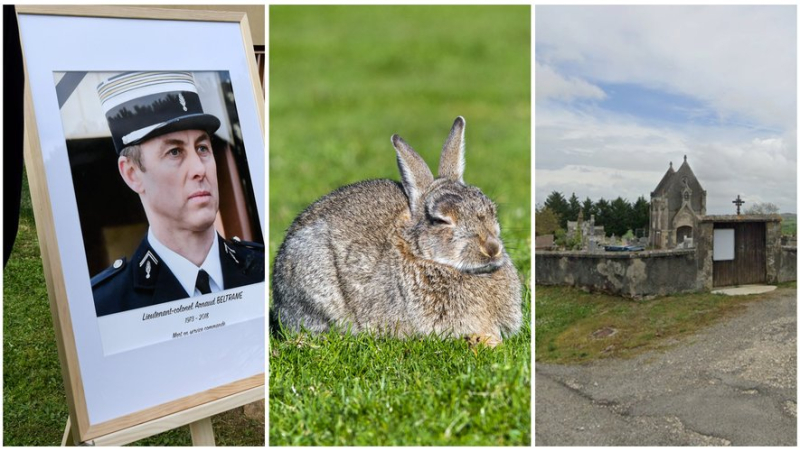 Start of the trial of the Aude attacks, stop at the rabbits, fear at the cemetery... the main news in the region