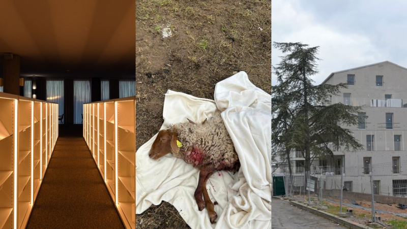 Sanction requested against RN deputies, sheep killed, new university library: most of the news in the region