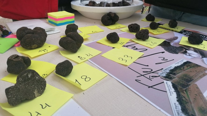 The eighth Truffle Festival, in Béziers, also highlighted the difficulties of the sector