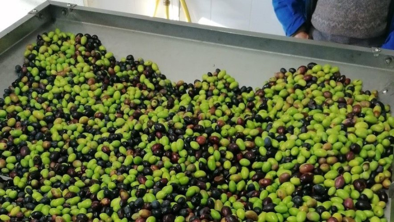 In Nîmes, a very satisfactory season for Promolive with more than 2,500 liters of olive oil coming out of the micromill