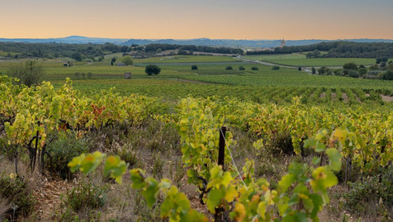 In the center of Hérault, winegrowers and winegrowers dream of obtaining their AOP Languedoc Pézenas appellation