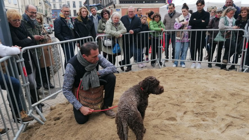 The eighth Truffle Festival, in Béziers, also highlighted the difficulties of the sector