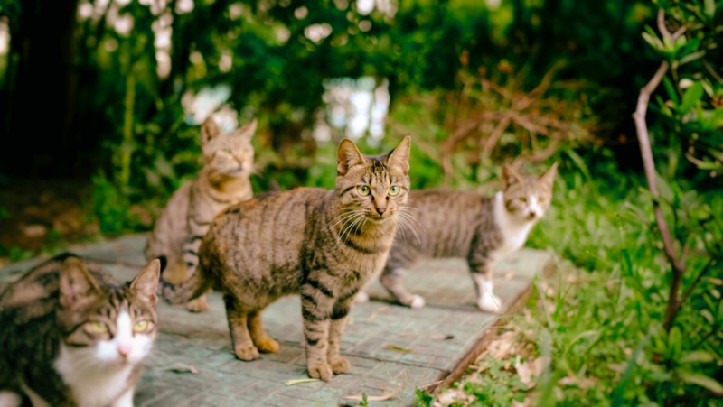 Il attirait ses victimes avant de les abattre : un tueur de chats en série interpellé après avoir sévi pendant plusieurs mois