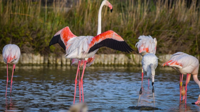 Paradise of the pink flamingos, Petition of Brassens, tour of France on foot... the essential news in the region