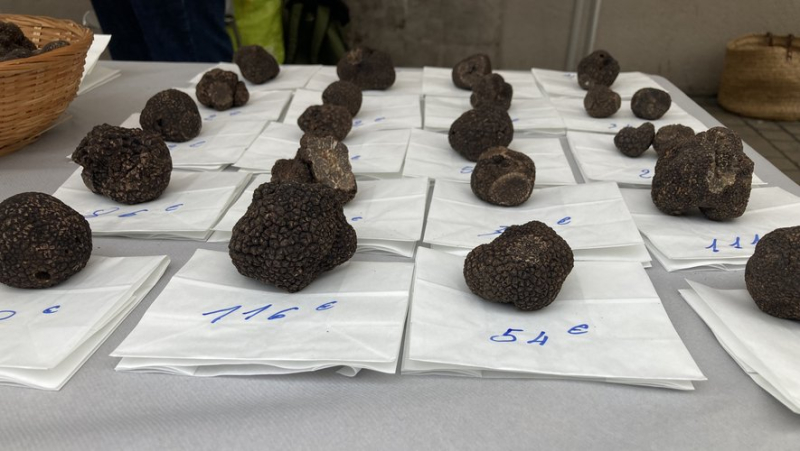 30 kg of truffles offered during the second festival in Sète