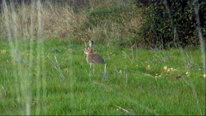 Rabbits out of control in twelve municipalities east of Montpellier