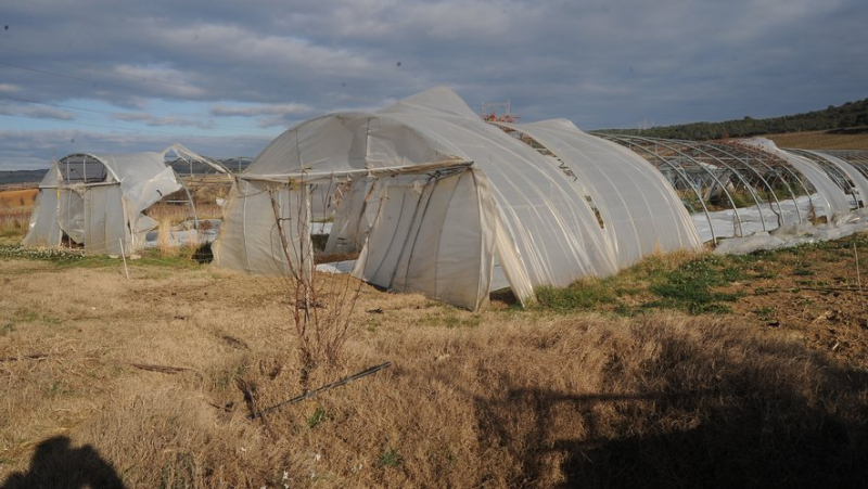 Heart of Hérault: an online prize pool to help the market gardener vandalized at Christmas