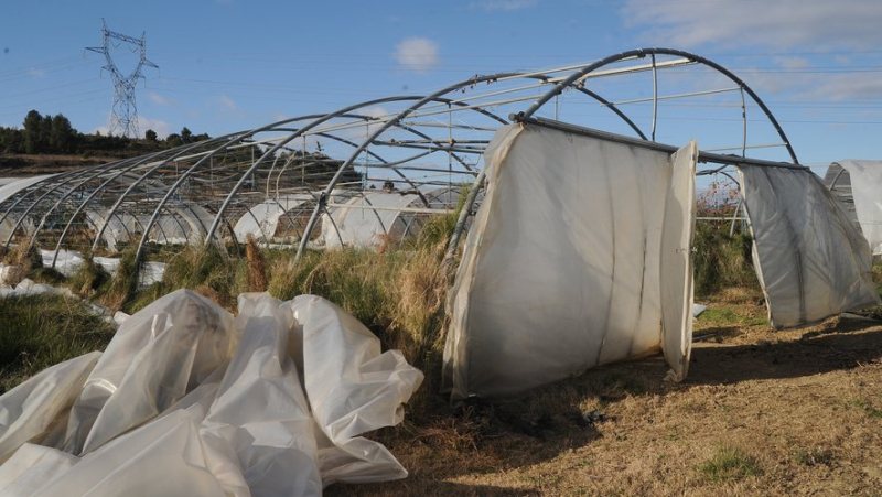 Vendémian: the market gardener&#39;s greenhouses were vandalized just before Christmas