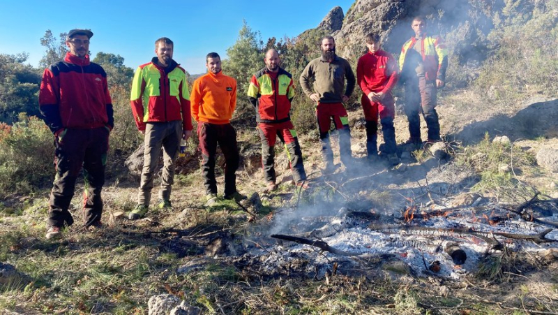 Mourèze: a cut to fight against the invasion of Aleppo pines