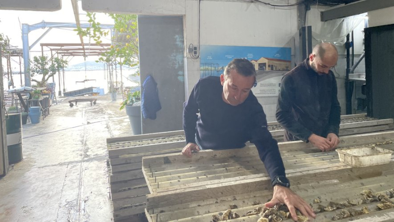 For the 60th anniversary of the International Agricultural Show, Mediterranean oysters come to the table