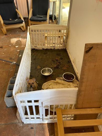 Animals left to their own devices, puppies in their excrement: the dog boarding facility operated without any approval in Montpellier
