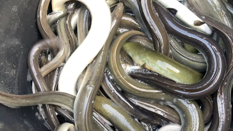 Sur l'étang de Thau, l'anguille se pêche même si elle se fait plus rare
