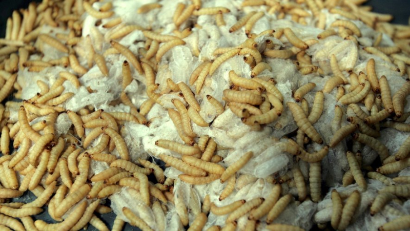 A “rain” of maggots falls on his head: the plane is forced to turn around on a 9-hour flight