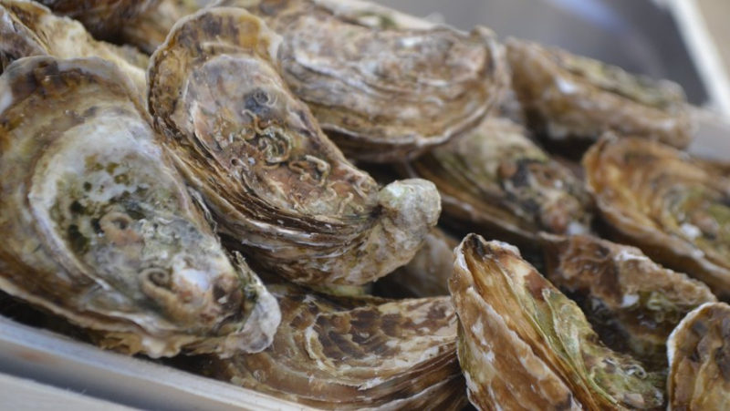 At the General Agricultural Competition, the first medals fall for oysters from the Etang de Thau