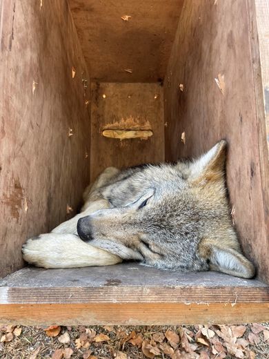 Three wolves from Poland left the Gévaudan park in Lozère for the Pyrenees and Spain