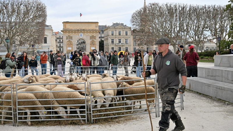 Sheep grazing in Montpellier for local agriculture
