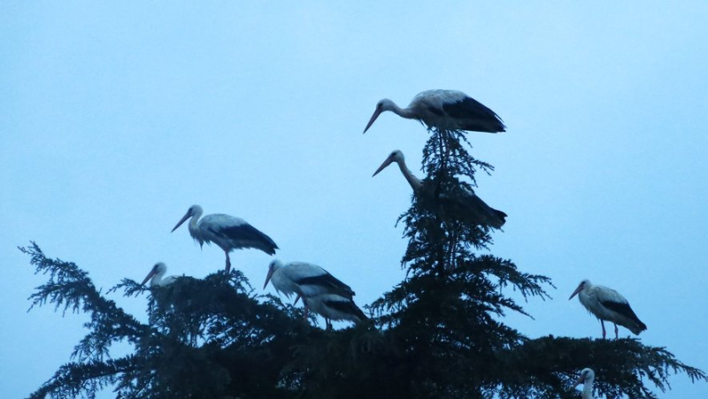 It&#39;s the big return of storks in Gard