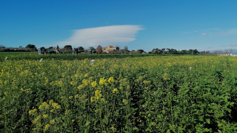 Les couverts végétaux, la solution pour régénérer les terres agricoles dans le Biterrois ?