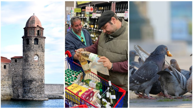 Vote for Collioure, angry farmers, pigeons to save... the essential news in the region
