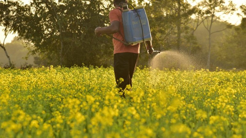 Pesticides: why the European Commission wants to bury its plan to reduce their use by 50%
