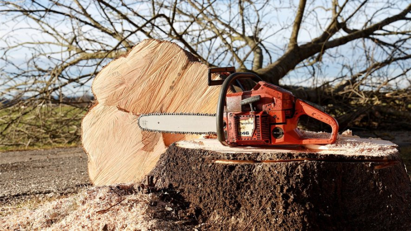 He dies crushed by a tree: the 77-year-old retiree was in the process of felling it when the trunk fell on him