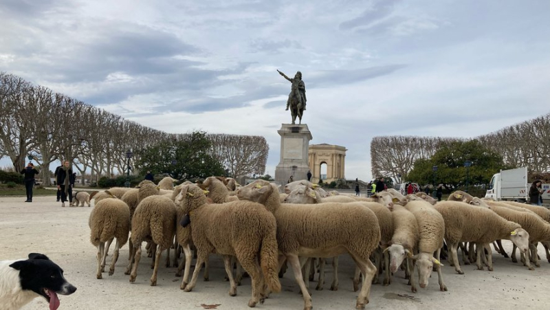 The unusual image: sheep at the feet of the statue of Louis XIV at Peyrou, in Montpellier