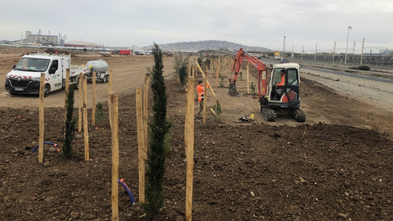 Work on the port of Sète: trees are appearing in the vast Zifmar storage area