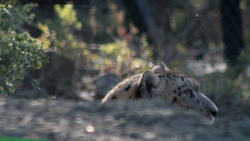 Maléo and Mayala, two snow leopards, arrived at the EcoZonia park in Cases-de-Pène, near Perpignan