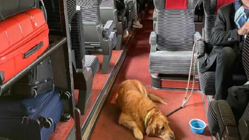 Former Hérault MP Anne-Yvonne Le Dain and journalist Hugo Clément insult each other over a dog on a train