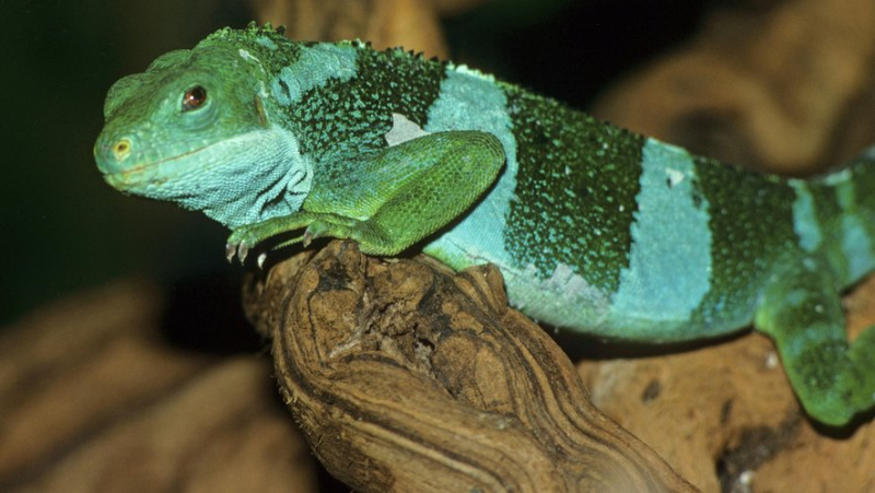 He was carrying 21 live lizards in his socks: the police arrest him and discover a real zoo in his luggage