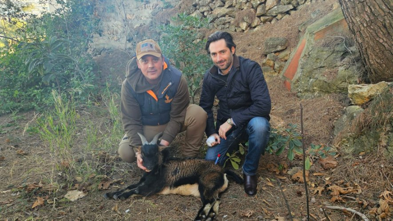 Lost for 15 days, the goat from Mont Saint-Clair brought under control using a blowgun!