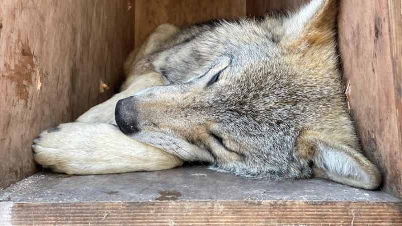 Three wolves from Poland left the Gévaudan park in Lozère for the Pyrenees and Spain