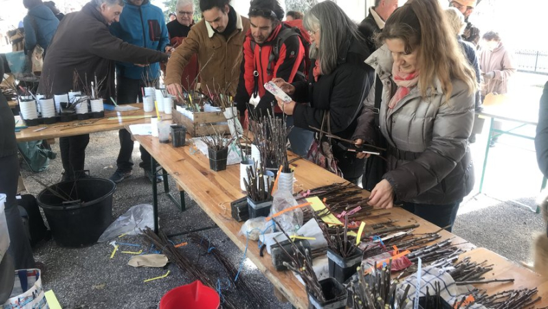 Fruit tree lovers in number at the Alès Graft Exchange