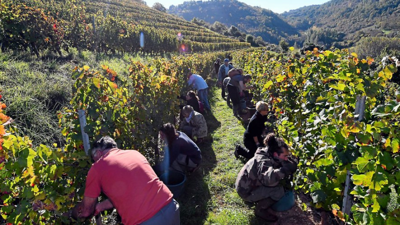 37 000 € débloqués pour les viticulteurs de l'Aveyron