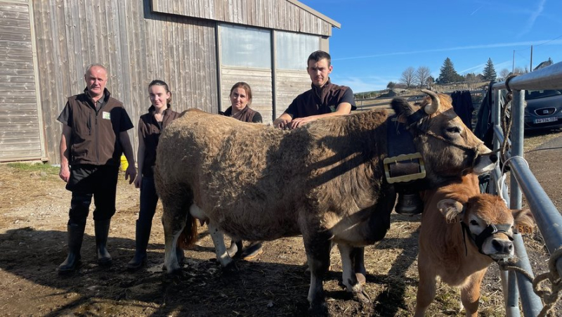 With Oceania, the Aubrac breed is the star of the International Agricultural Show