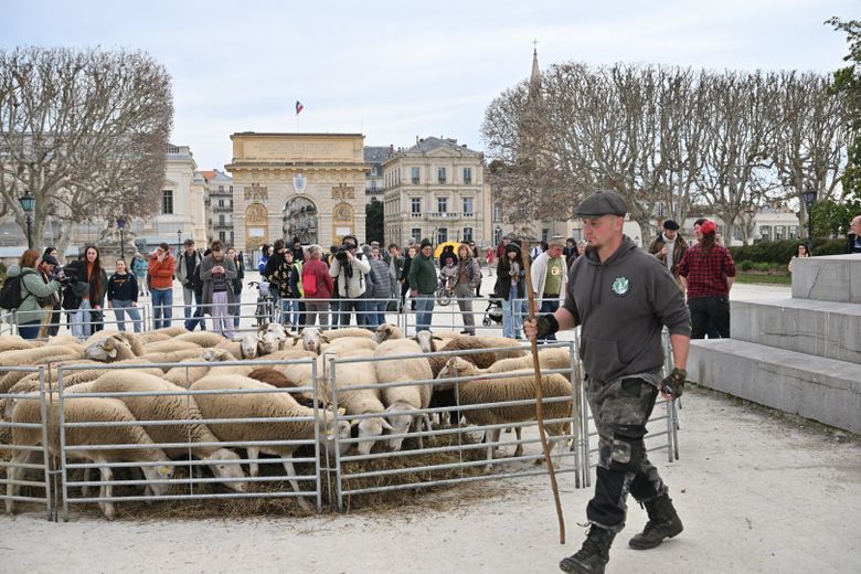 The unusual image: sheep at the feet of the statue of Louis XIV at Peyrou, in Montpellier