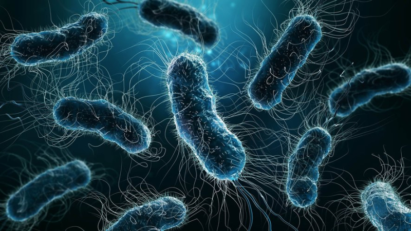 E.coli bacteria: the right reflexes to adopt to reduce the risk of contamination