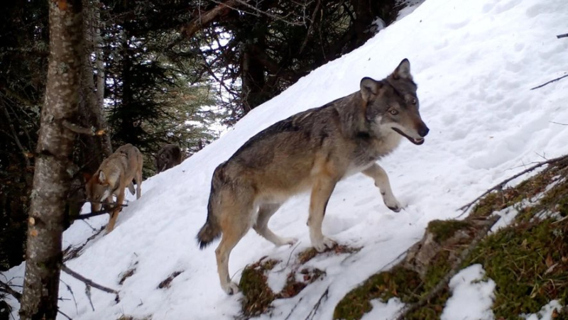In brief in Lozère: wolves, jazz and a trip to Kyrgyzstan on the program