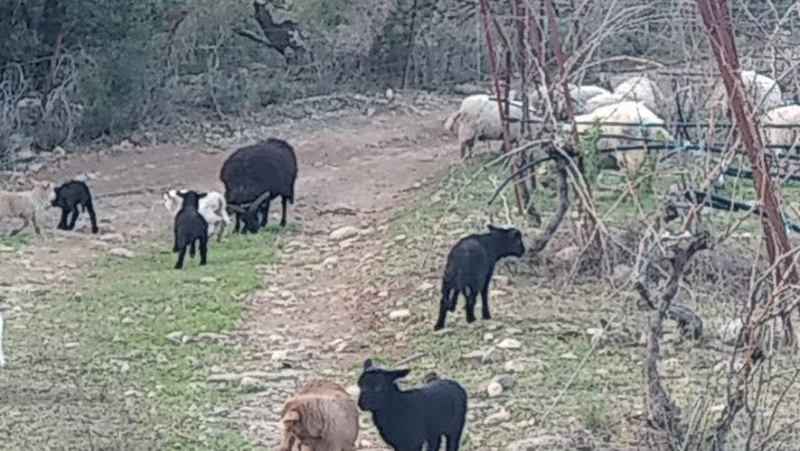 “Crows were flying all around”: bloodthirsty attack on a flock in Béziers, seven lambs and a ewe devoured
