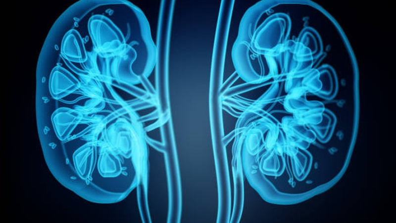 National Kidney Week: “One in ten French people have a disease but we are only talking about 0.1% of the population receiving a transplant or dialysis”