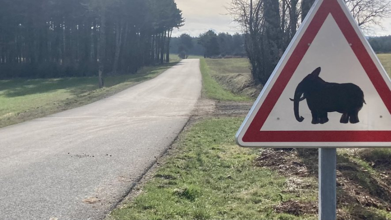 Beware, elephants: this unusual sign on the Causse de Mende
