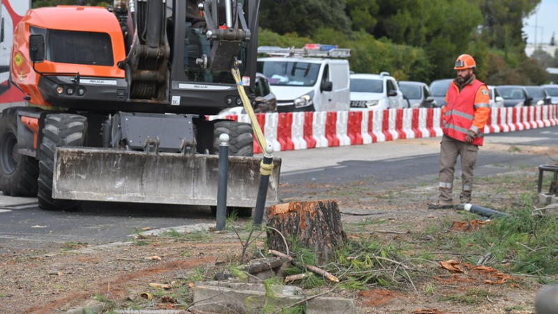 Work on line 1 of the bustram in Montpellier: felling of large pines, “I cried about it”