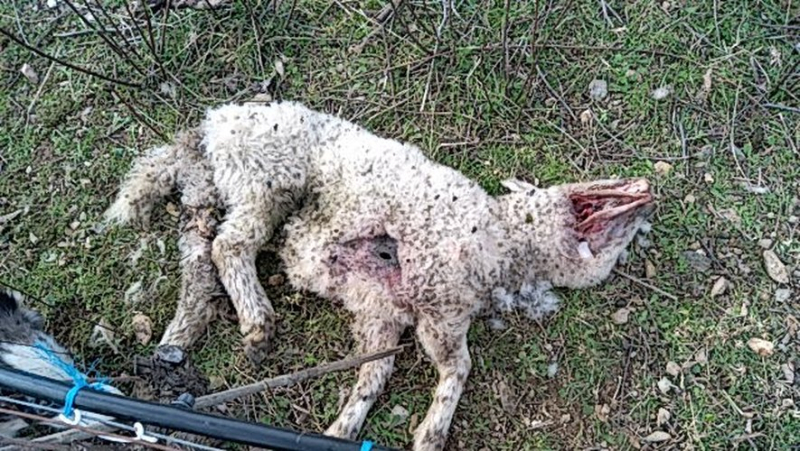 “Crows were flying all around”: bloodthirsty attack on a flock in Béziers, seven lambs and a ewe devoured