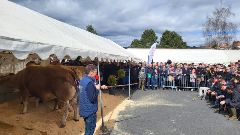 137 cows, 40 breeders, around twenty exhibitors: the 41st Langogne grassy fair kept all its promises